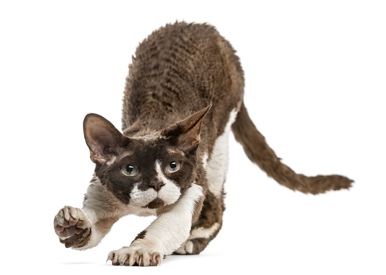 best Christmas toys for cats