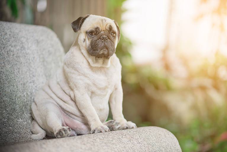 Pug Dog
