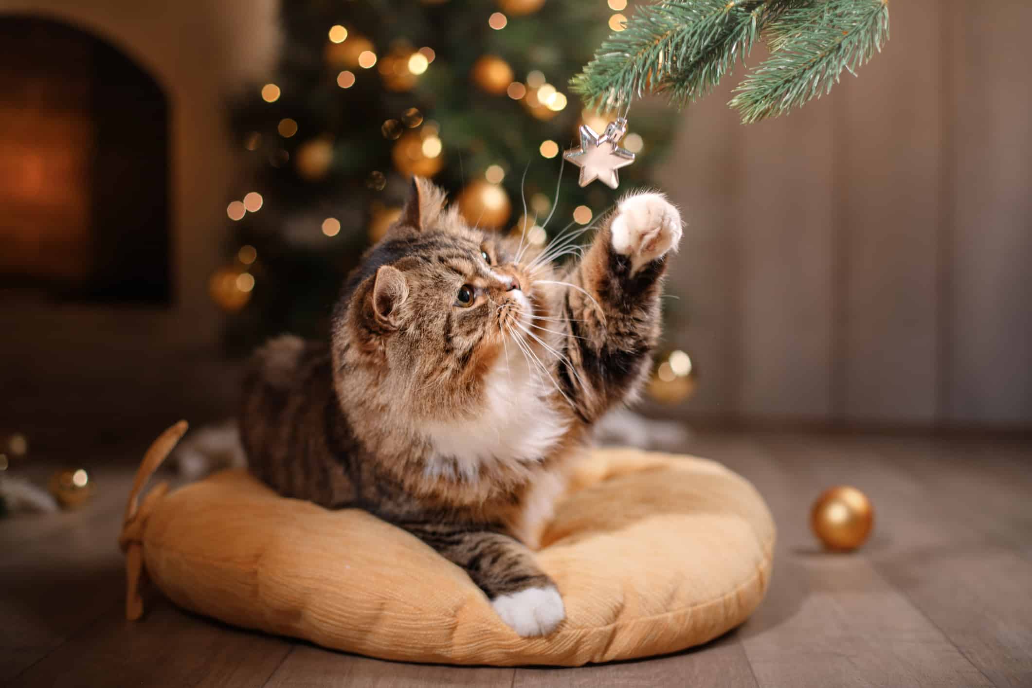 best Christmas cat toys