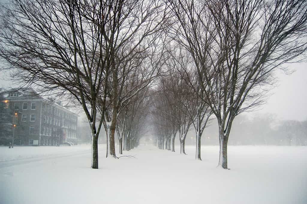 University of Rhode Island winter trees