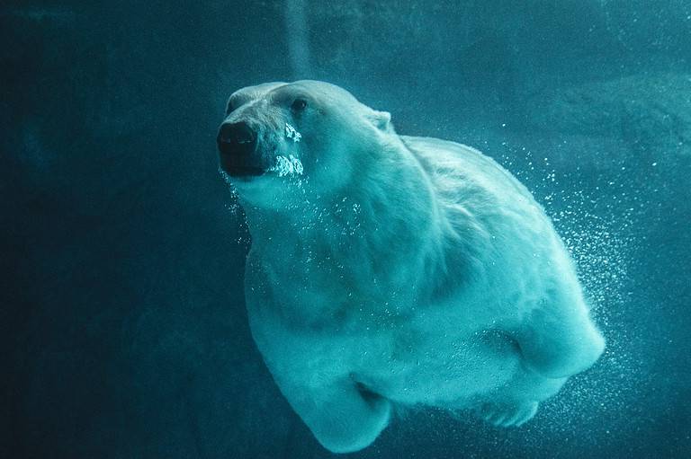 Swimming Polar Bear