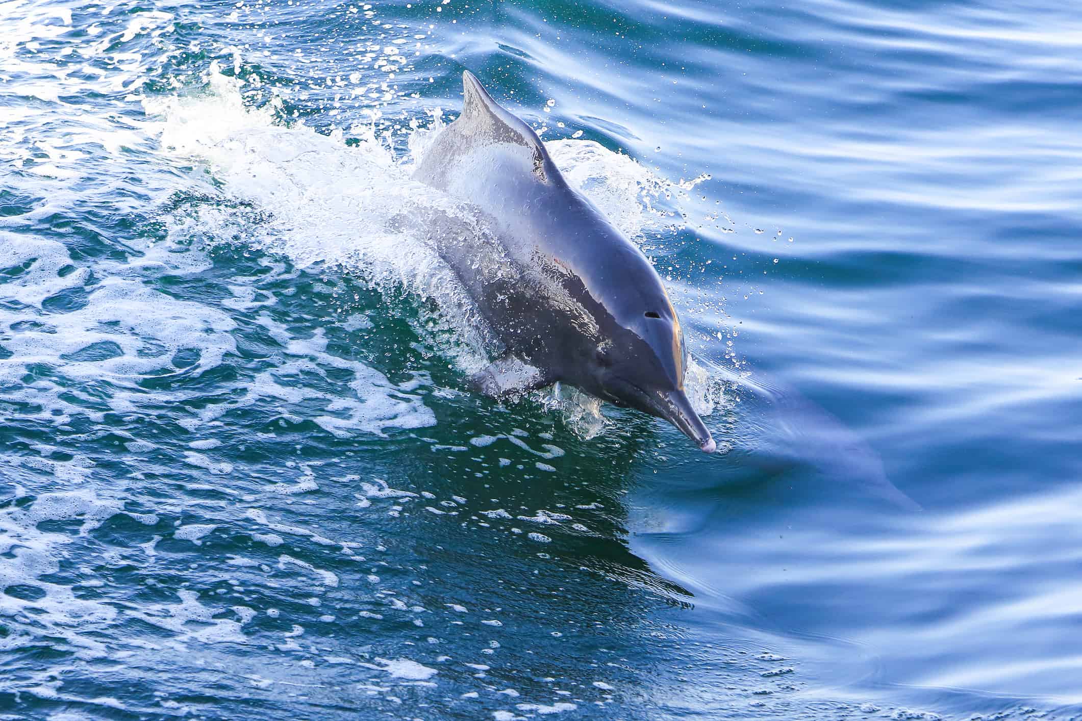 Humpback dolphin in Musandam Peninsula, Strait of Hormuz, Oman