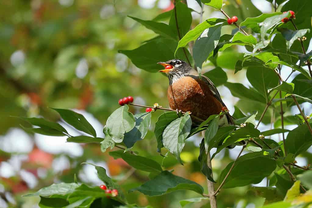 Robin Eating Honeysuckle Bush Berries