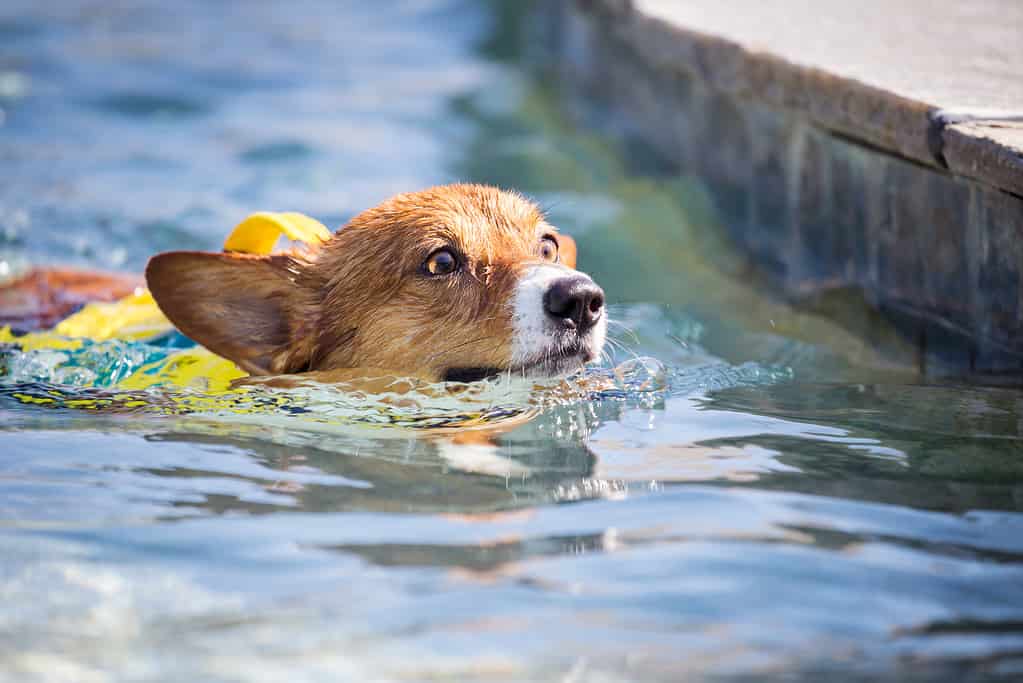 Welsh Corgi dog swimming