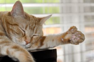 10 Amazing Facts About Polydactyl Cats Picture