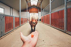 Can Horses Eat Chocolate? Picture