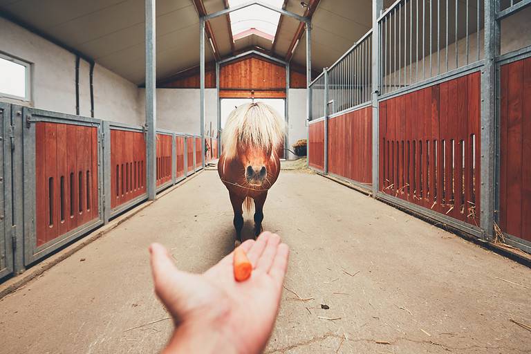 Miniature horse