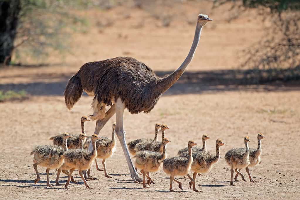 Female ostrich with chicks
