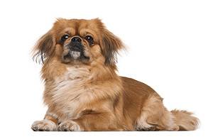 Pekingese Prices in 2024: Purchase Cost, Vet Bills, and More! Picture