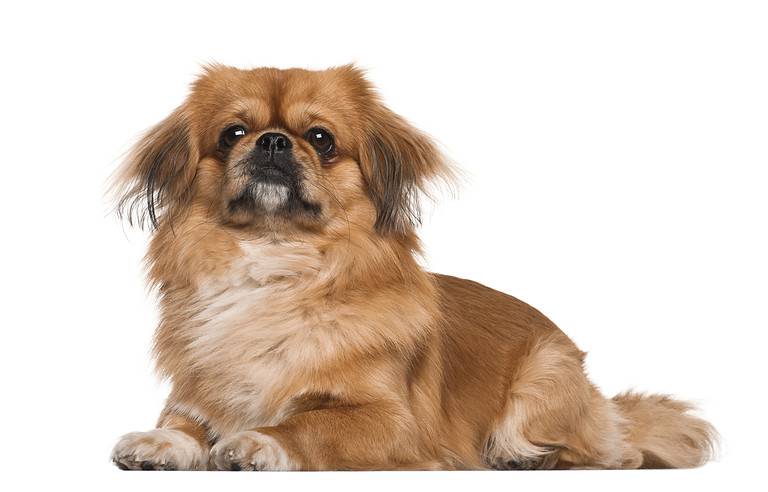 Pekingese, 18 months old, lying against white background