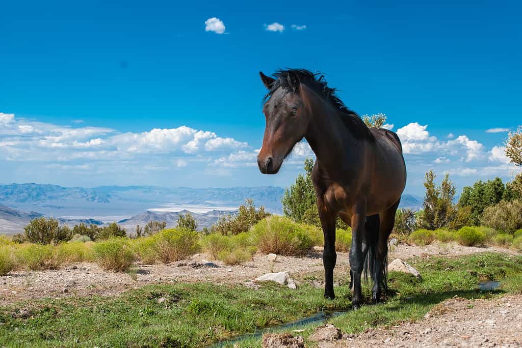 Wild horse in Nevada mountains