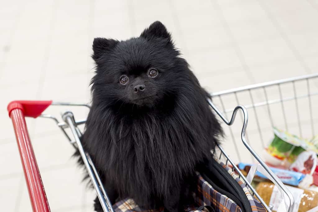 dog in the grocery cart