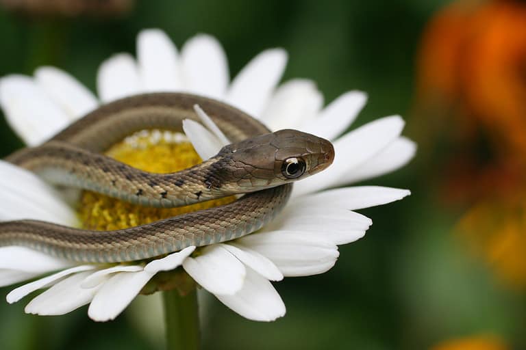 Baby Garter Snake on Daisy Flower