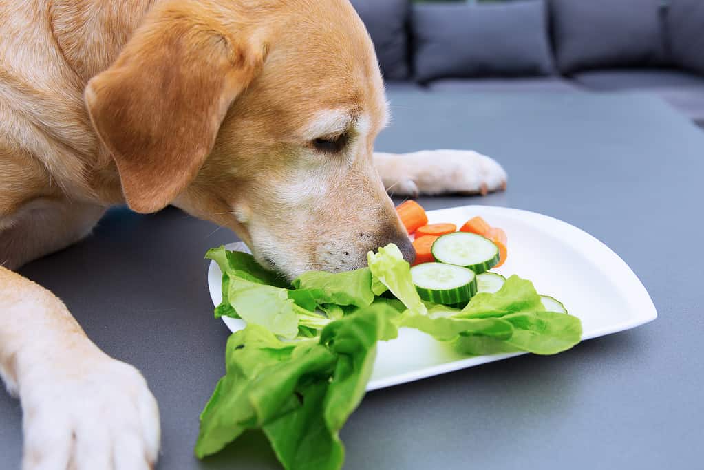 labrador retriever eats salad from a plate on a table