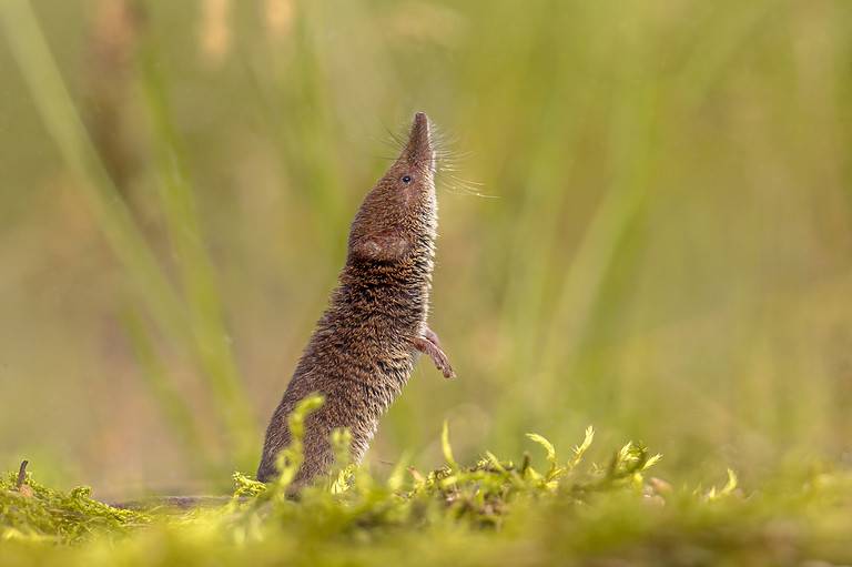 Pygmy shrew looking up in natural environment