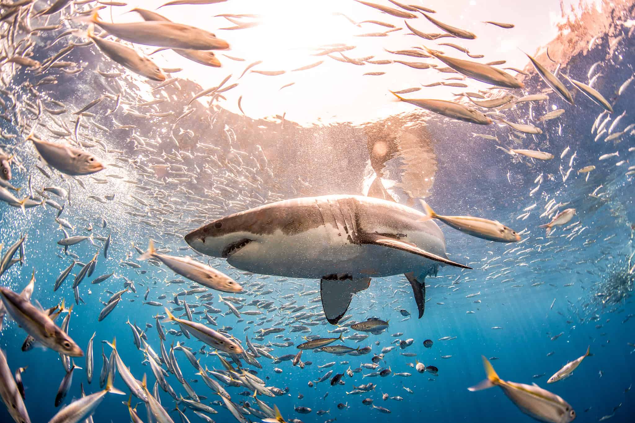 Bull Shark vs Great White Shark: Explaining the 9 Main Differences - A