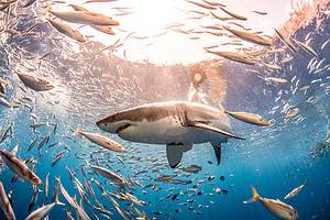 Discover 8 of the Largest Great White Sharks Ever Found in the Gulf of Mexico Picture