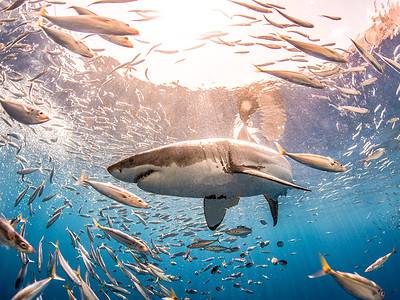 Great White Shark Picture