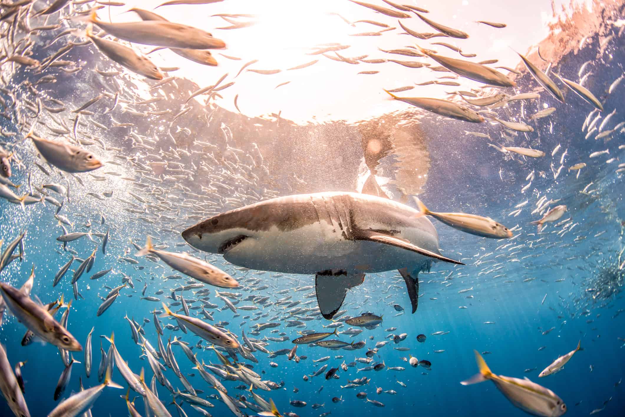 Great White Shark Fish Facts Carcharodon Carcharias A Z Animals Great White Shark Fish Facts Carcharodon Carcharias A Z Animals