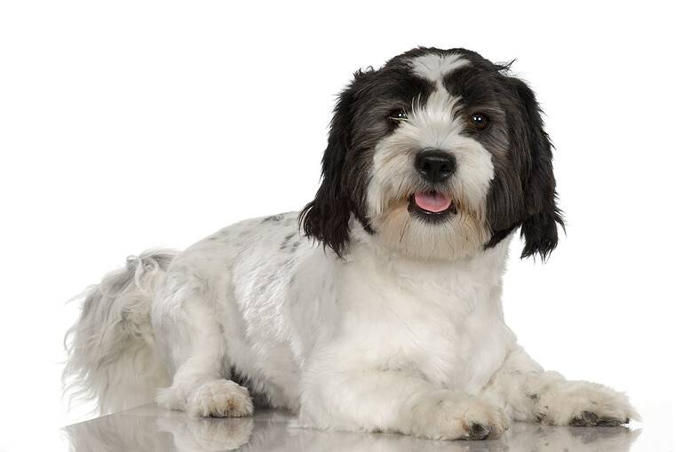 Studio portrait of Lowchen dog puppy