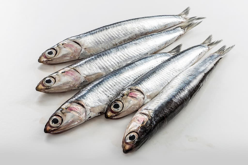 Five fresh anchovies isolated on white background