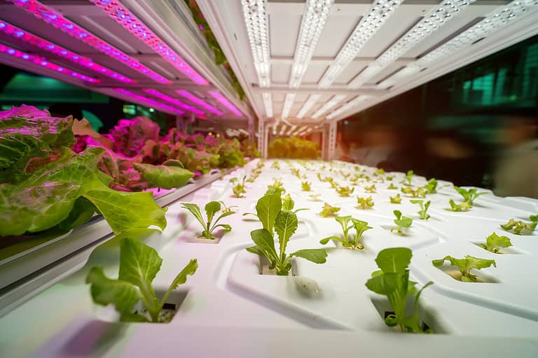 Greenhouse vegetables Plant with Led Light Indoor Farm Technology