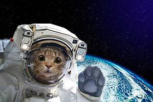 The First Cat in Outer Space Was an Absolute Legend Picture
