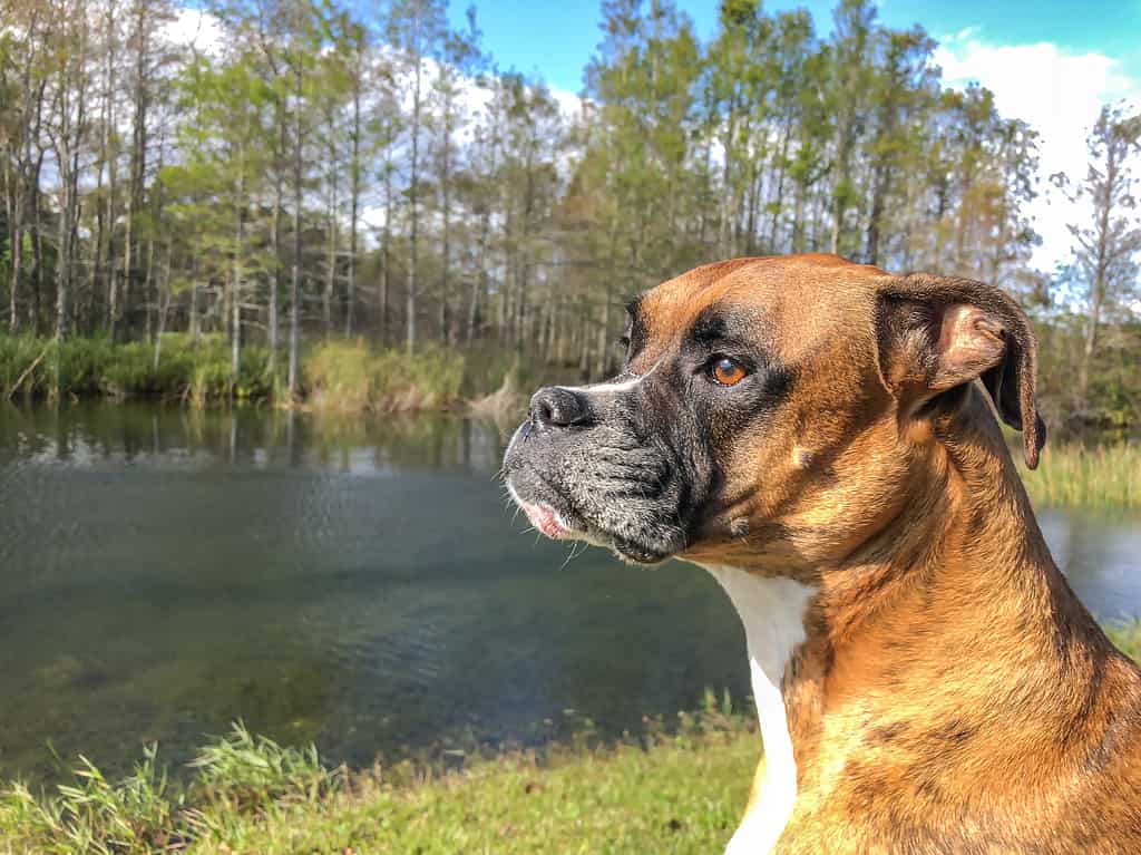 side view of dog looking at river