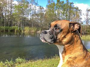 Boxer Temperament: Are These Fun Dogs a Good Fit for You? Picture