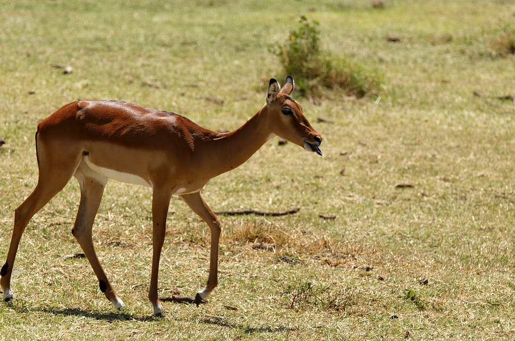 Impala -  African antelope with tongue