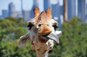 What Color are Giraffe Tongues and How Do They Turn Shades? Picture