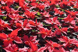9 Fun and Interesting Facts About Poinsettias Picture