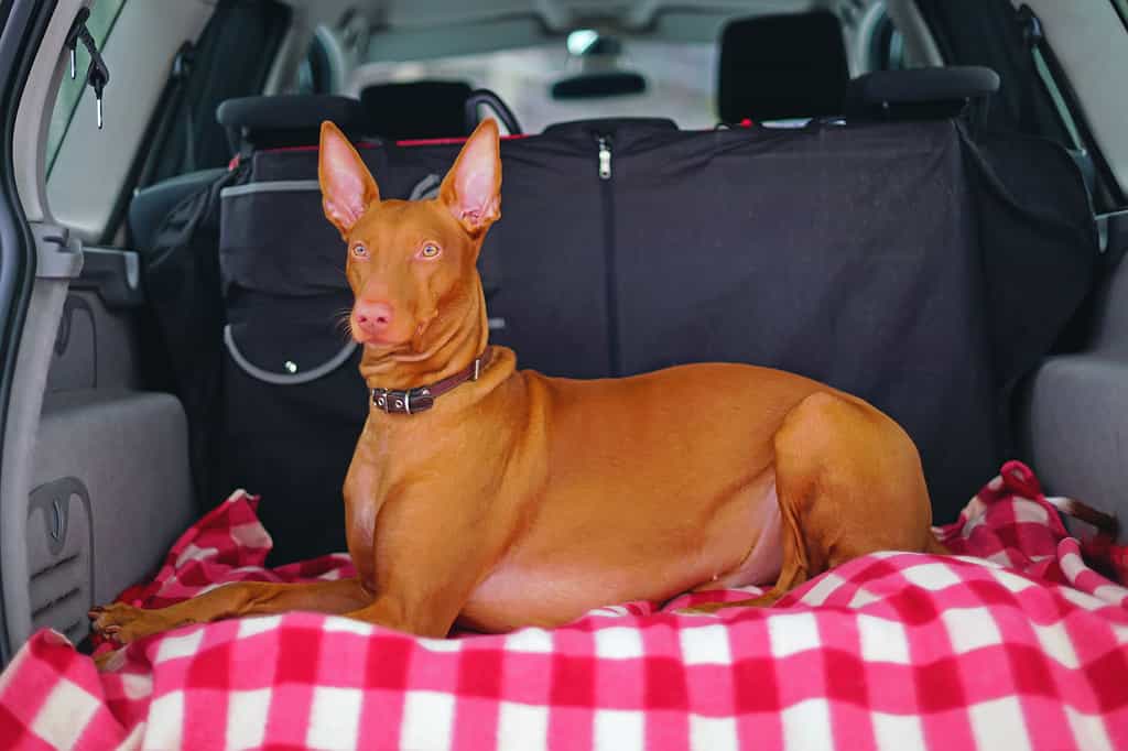 Adorable Pharaoh hound with a leather collar lying down on a pink blanket in a car trunk