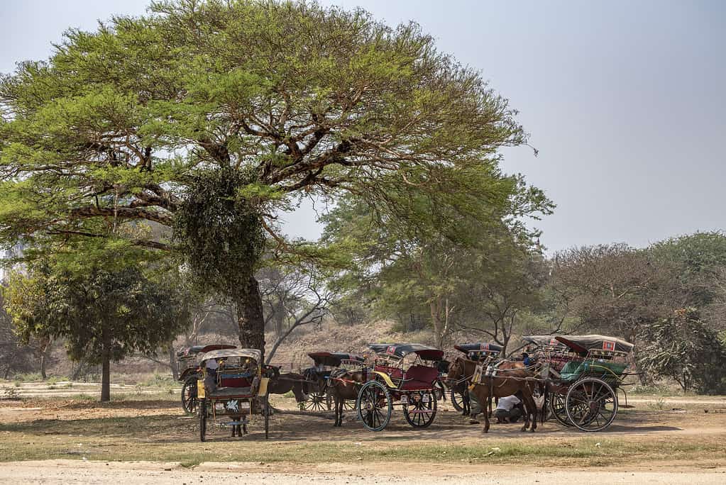 Typical carts and horses for transportation under a tree in Bagan, Myanmar.
