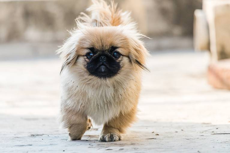 Pekingese or lion dog walking