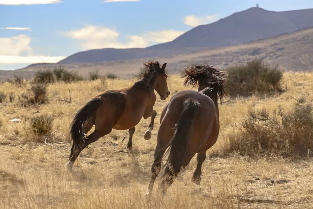 Galloping wild American Mustang horses