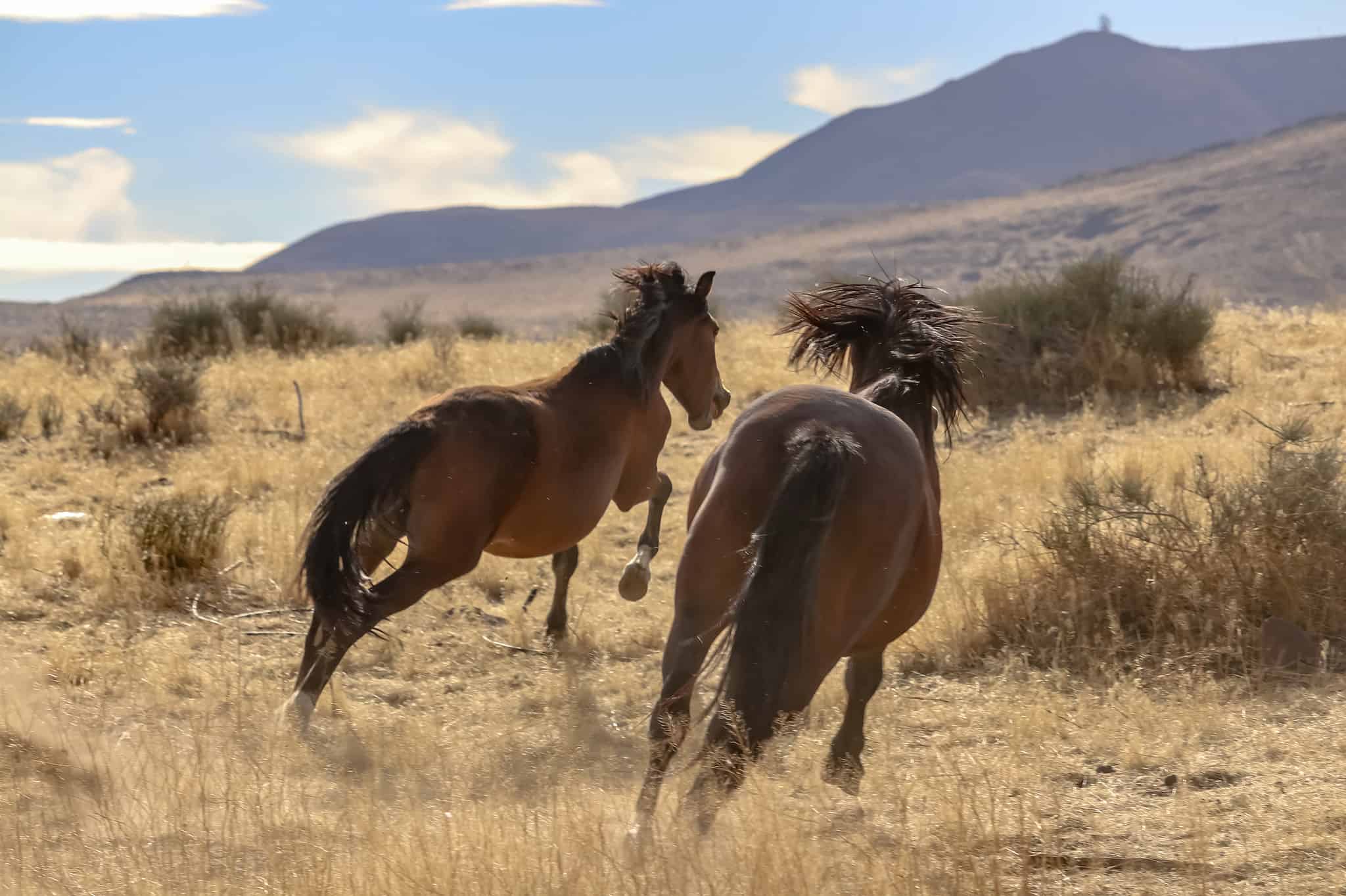 Wild Horses In Nevada: Population And Where To See Them - A-z Animals