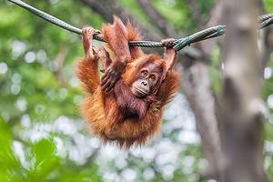 Are Orangutans Endangered and How Many Are Left in the World? Picture