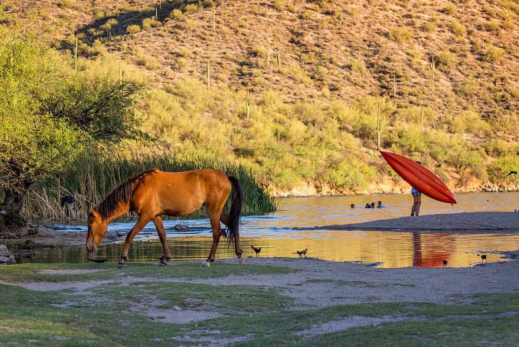 Wild Horse on River With People in Water