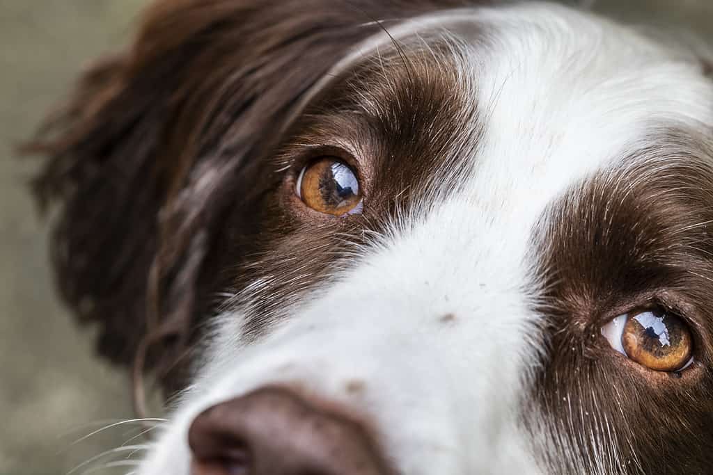 are English Springer Spaniels the most troublesome dog?
