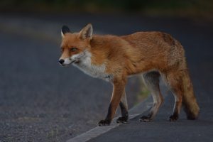 Domesticated Foxes: Are They Real? Picture