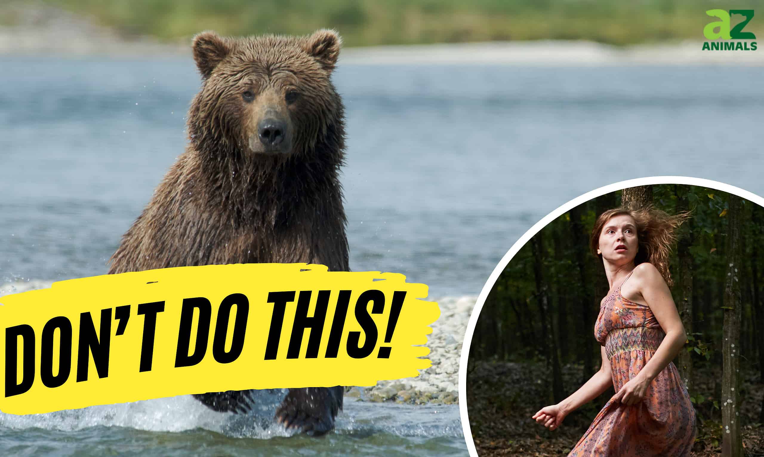 Watch What Not To Do When Chased By a Bear - A-Z Animals