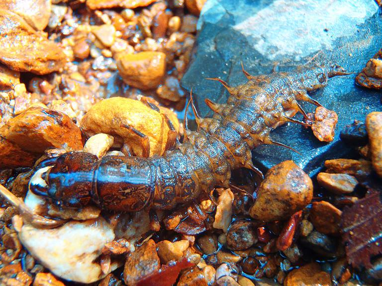 Hellgrammite (larval form of the dobsonfly) found in a Tennessee stream