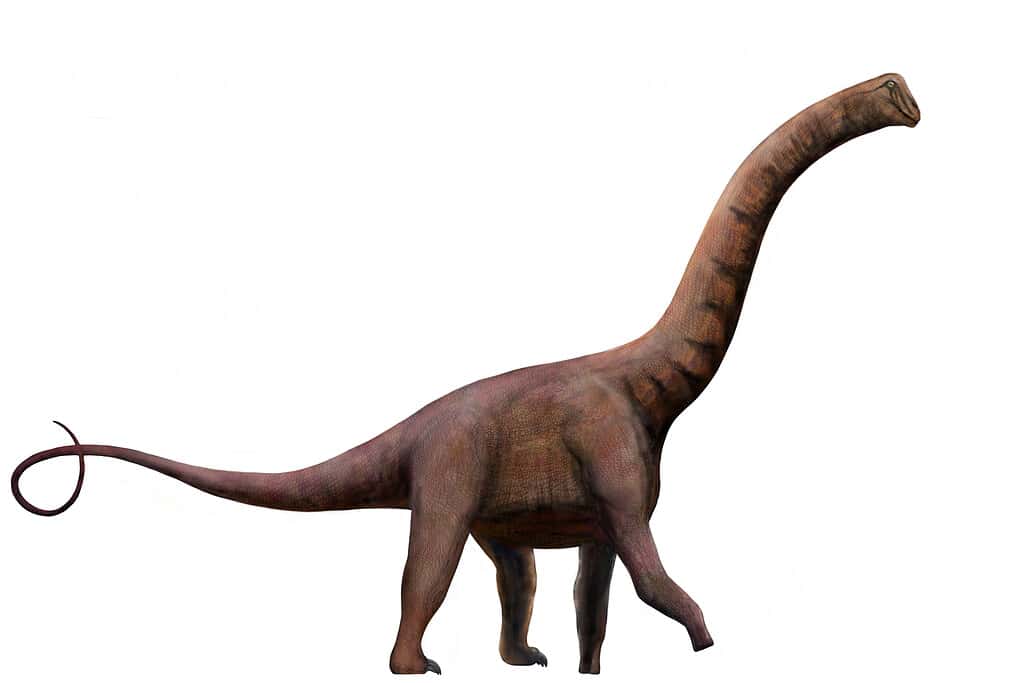 Jainosaurus septentrionalis - dinosaurs that start with J
