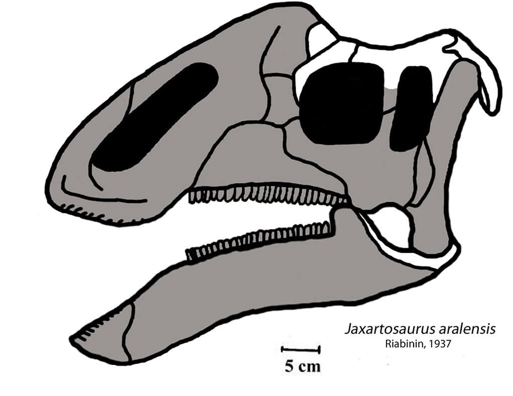 Jaxartosaurus aralensis - dinosaurs that start with J
