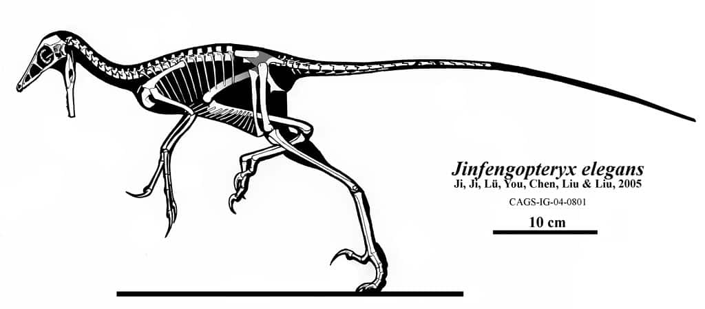 Jinfengopteryx elegans