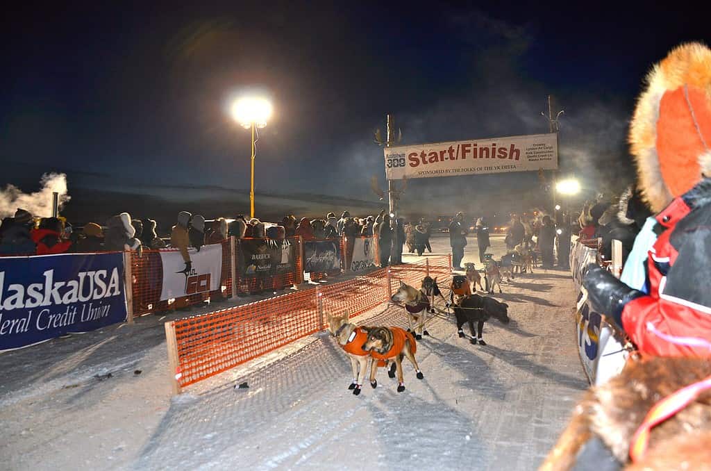 The starting line for the Kuskokwim 300 sled dog race in Alaska.
