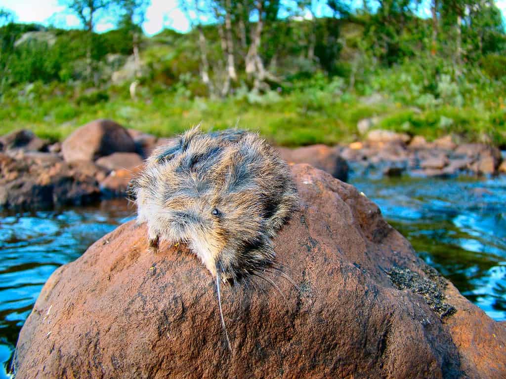 A dead lemming on a stone in the river Revåa in Norway. Lemmings migrate in large numbers across the landscape, stopping for nobody. When they have to cross a river of some size, some lemmings will die. Every few years so many lemmings die this way that drinking the water from the streams becomes a health hazard to people hiking in the mountains.