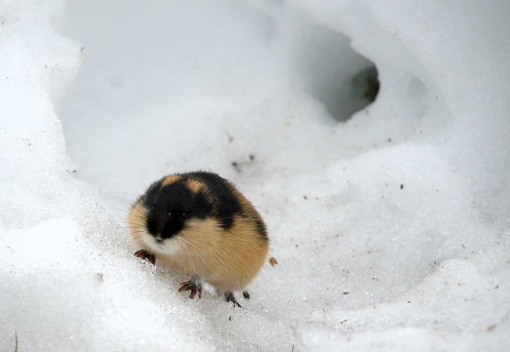 Lemming in the snow by its under-snow burrow entrance.