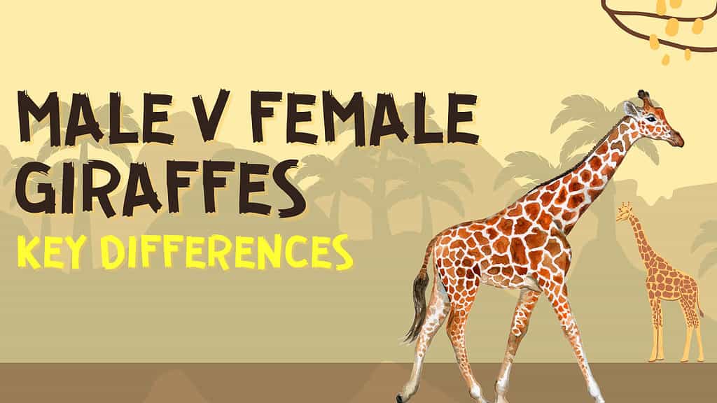Male vs Female Giraffes: # Key Differences